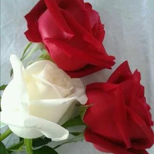 Meet your Posher, Sam